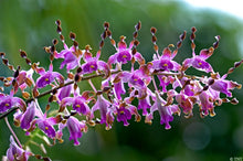 Dendrobium Lasianthera x (Sutiknoi x Ionoglossum)