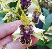 Dendrobium (Macrophyllum x Finisterre) x Shiraishii) x Forbesii