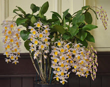 Dendrobium Mousmee 'Sylvia' 6N