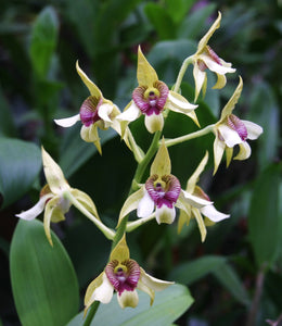 Dendrobium Shiraishii