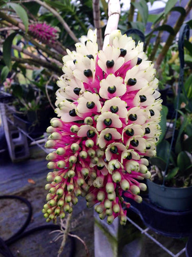 Dendrobium Smilliae