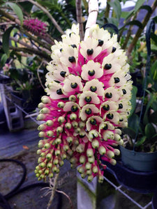 Dendrobium Smilliae