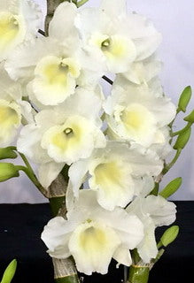Dendrobium Spring Snow