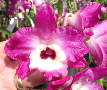 Dendrobium Great Expectations 'Command Performance' x (Bird of Paradise x Corona Monarch)