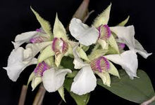 Dendrobium Eximium