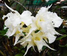 Dendrobium (Macrophyllum x Finisterre) x Shiraishii) x Forbesii