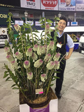 Dendrobium Smilliae