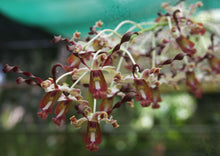 Dendrobium Lasianthera x (Sutiknoi x Ionoglossum)