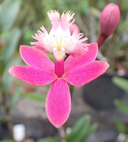 Epidendrum D'Bush # G x Princess Valley 'Blushing' (CRUCIFIX ORCHID)