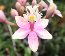 Epidendrum D'Bush # G x Princess Valley 'Blushing' (CRUCIFIX ORCHID)