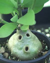 Hynophytum Moseleyanum