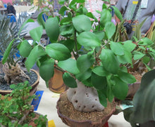 Hynophytum Moseleyanum