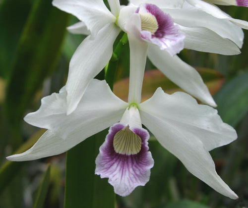 Laelia Purpurata var. Werkhauseri