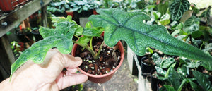 Alocasia Tandurusa (Syn: Jacklyn)
