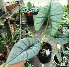 Alocasia Bisma Silver