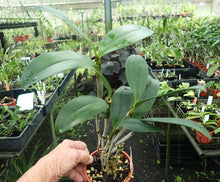 Dendrobium Mousmee 'Sylvia' 6N