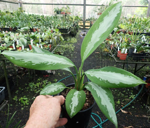 Aglaonema Ernesto's Favourite