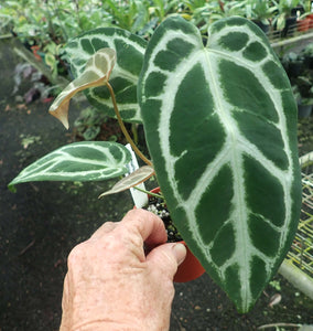 Anthurium Krystal Kandy