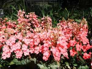 Habenaria ( Carnea x Rhodocheila)