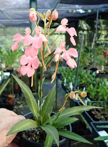 Habenaria ( Carnea x Rhodocheila)