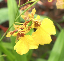 Oncidium Golden Belle