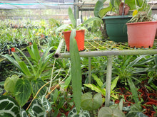 Anthurium Vittorifolium 'STRAP LEAF TYPE"