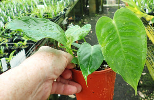 Anthurium Veitchii 'King Anthurium"