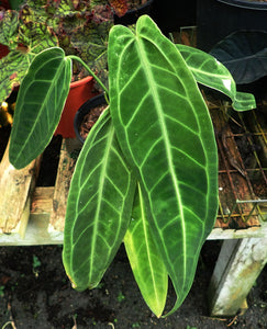 Anthurium Warocqueanum - 'QUEEN ANTHURIUM"