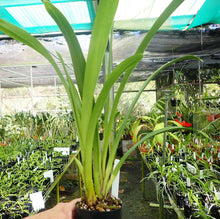 Cymbidium Go Salinas
