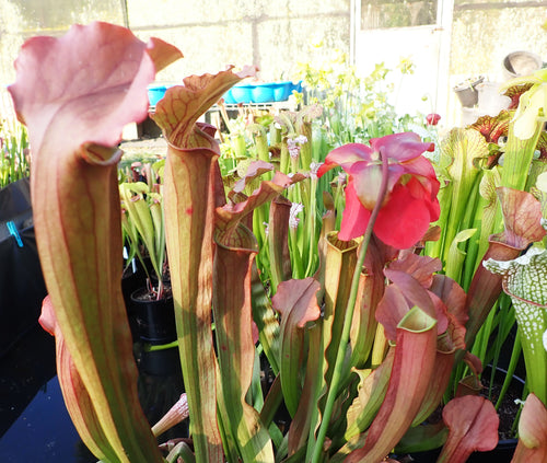 Sarracenia Willisii