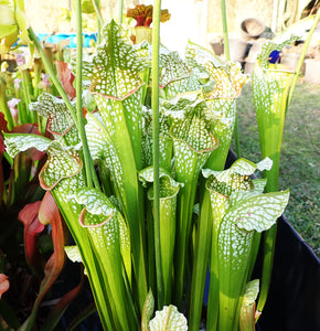 Sarracenia Excellens x Leucophylla