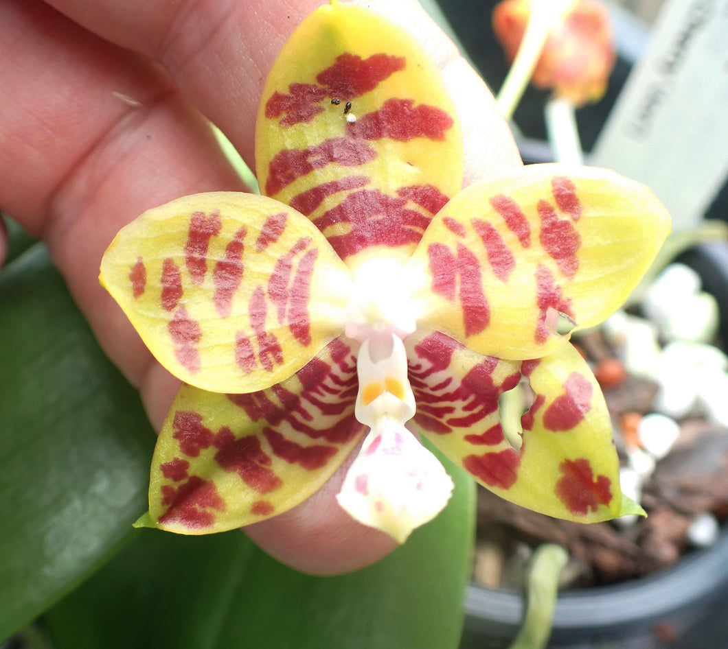 Phalaenopsis (Ya-Yi Qin x KS Red Cherry 'Jon')