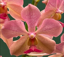 Papilionanthe T.M.A.