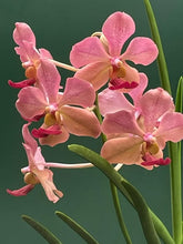 Papilionanthe T.M.A.