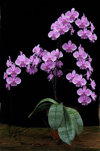 Phalaenopsis Schilleriana