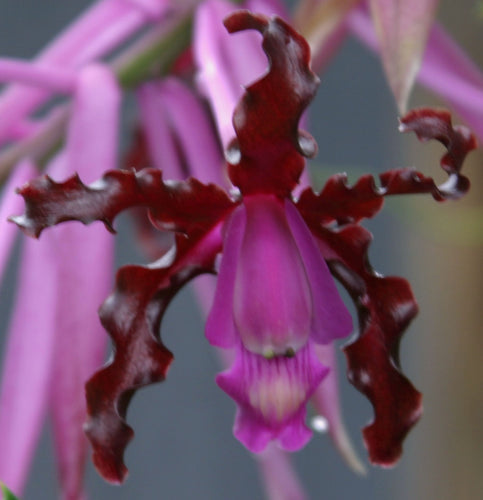 Schomburgkia Splendens var. Cauca