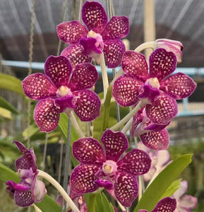 Vanda Dachara Pink Spot