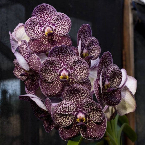 Vanda Kulwadee Fragrance 'Black Spot'