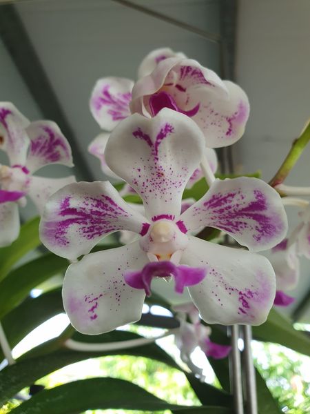 Vanda Luzonica