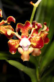 Vanda Merrilli var. Compactum