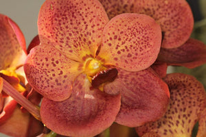 Vanda Pedro Bonetti 'Jairak'