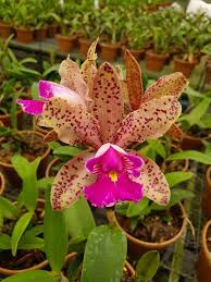 Cattleya Pao De Acucar