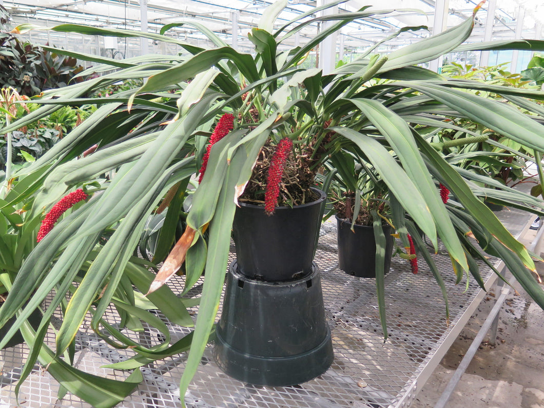 anthurium bakeri Anthurium Bakeri – Cape Oasis