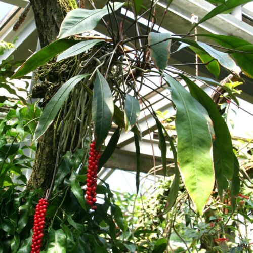 anthurium gracile Anthurium Gracile – Cape Oasis