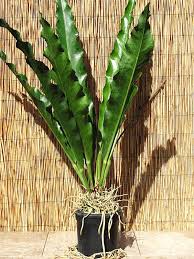 Anthurium Coriaceum – Cape Oasis