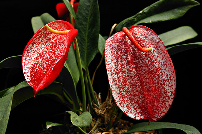 anthurium fredirch stalli Anthurium Scherzerianum 'Rothschildianum' – Cape Oasis