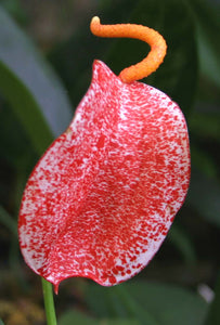anthurium rupicola Anthurium Scherzerianum 'Rothschildianum' – Cape Oasis