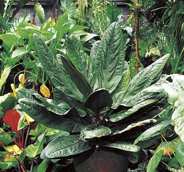 superbum anthurium Anthurium Superbum – Cape Oasis
