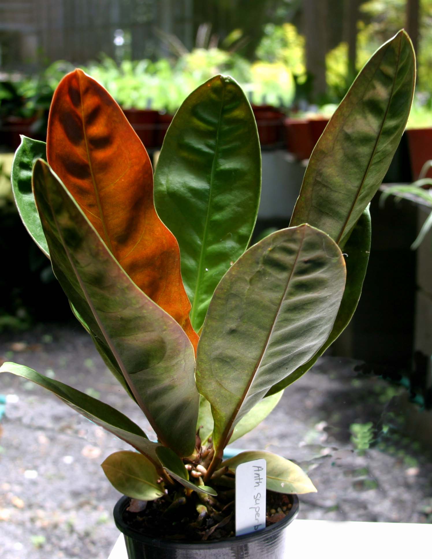 anthurium willifordii Anthurium Wilfordii – Cape Oasis