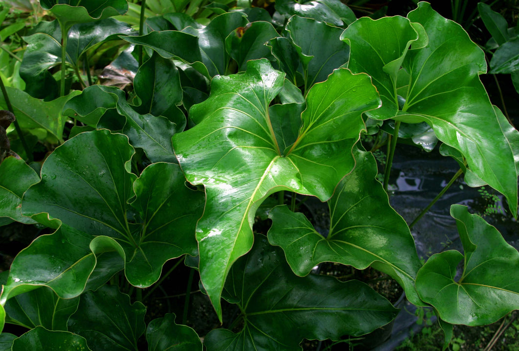 anthurium macdanielii Anthurium MacDougallii – Cape Oasis